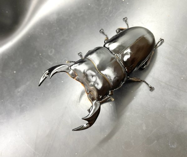 画像1: インドアンタエウス（サディア）　♂８２ｍｍ／♀４４ｍｍ　成虫ペア　 (1)