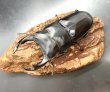 画像3: オオクワガタ（能勢ＹＧ血統）　♂８３ｍｍ♀５４ｍｍ　成虫ペア　 (3)