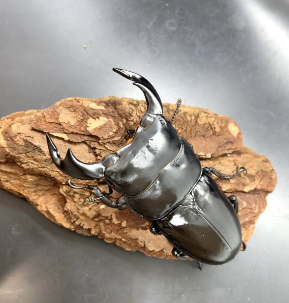 画像1: インドアンタエウス（ＡＰＬＳ産）　♂７８ｍｍ／♀４５ｍｍ　成虫ペア　 (1)
