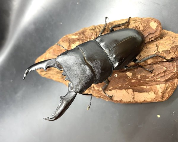 画像1: ミンダナオヒラタ　♂８７ｍｍ成虫ペア (1)