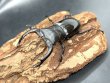 画像1: ムニスゼッチフタマタクワガタ　♂６２ｍｍ／♀４２ｍｍ成虫ペア　　 (1)