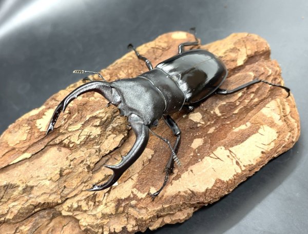 画像1: ムニスゼッチフタマタクワガタ　♂６２ｍｍ／♀４２ｍｍ成虫ペア　　 (1)