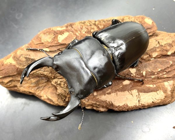 画像1: オオクワガタ（能勢ＳＲ血統）　♂７９ｍｍ♀５１ｍｍ　成虫ペア　 (1)