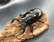 画像1: タランドゥスオオツヤクワガタ　♂７４ｍｍ／♀５３ｍｍ成虫ペア　 (1)