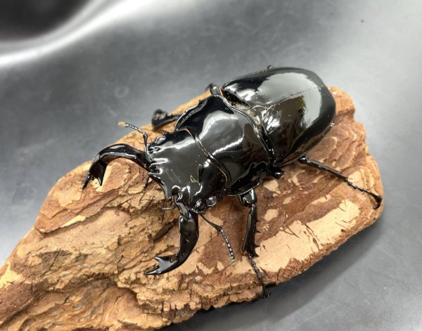 画像1: タランドゥスオオツヤクワガタ　♂７４ｍｍ／♀５３ｍｍ成虫ペア　 (1)