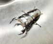 画像1: ブータンアンタエウス　♂７８ｍｍ／♀４４ｍｍ　成虫ペア　 (1)
