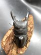 画像2: ミンダナオヒラタ　♂８７ｍｍ成虫ペア (2)