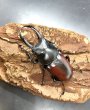 画像2: ドンキエルコクワガタ（原名亜種：赤ドンキ）　♂５６ｍｍ／♀４０ｍｍ成虫ペア　 (2)