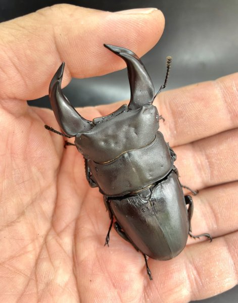 画像1: ■極太血統■ホペイオオクワガタ　♂７２ｍｍ／♀４５ｍｍ　成虫ペア (1)