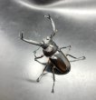 画像2: ディティエールシカクワガタ　♂６８ｍｍ／♀３８ｍｍ成虫ペア　 (2)