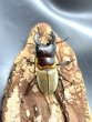 画像2: ■ボルネオ便■ブルークツヤクワガタ　♂４０ｍｍ／♀２７ｍｍ　成虫ペア (2)
