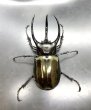 画像2: ■ベトナム便■タイリクコーカサスオオカブト　♂１１０ｍｍ／♀Ｆｒｅｅ　成虫ペア (2)