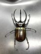 画像2: ■ベトナム便■タイリクコーカサスオオカブト　♂１０６ｍｍ／♀Ｆｒｅｅ　成虫ペア (2)