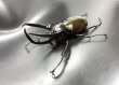画像1: ■ベトナム便■タイリクコーカサスオオカブト　♂１０６ｍｍ／♀Ｆｒｅｅ　成虫ペア (1)