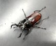 画像3: ■ベトナム便■オーベルチュールクロツヤシカクワガタ　♂４６ｍｍ／♀２８ｍｍ　成虫ペア　 (3)