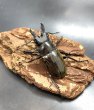 画像1: ■ボルネオ便■ダールマンツヤクワガタ　♂５３ｍｍ／♀４９ｍｍ　成虫ペア (1)