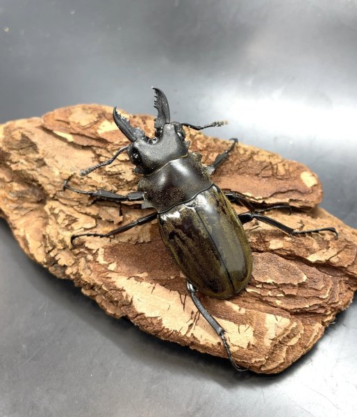 画像1: ■ボルネオ便■ダールマンツヤクワガタ　♂５３ｍｍ／♀４９ｍｍ　成虫ペア (1)