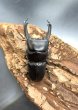 画像2: ■ボルネオ便■ライヒヒラタクワガタ　♂５４ｍｍ／♀２５ｍｍ　成虫ペア (2)