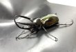 画像1: ■ベトナム便■タイリクコーカサスオオカブト　♂１１０ｍｍ／♀Ｆｒｅｅ　成虫ペア (1)