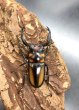 画像2: ■タイ便■スペキシオススシカクワガタ　♂４１ｍｍ／♀３０ｍｍ　成虫ペア　 (2)