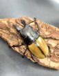 画像2: ■ボルネオ便■カステルナウディクワガタ　♂５７ｍｍ／♀５２ｍｍ　成虫ペア (2)