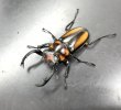 画像3: ■タイ便■スペキシオススシカクワガタ　♂４１ｍｍ／♀３０ｍｍ　成虫ペア　 (3)