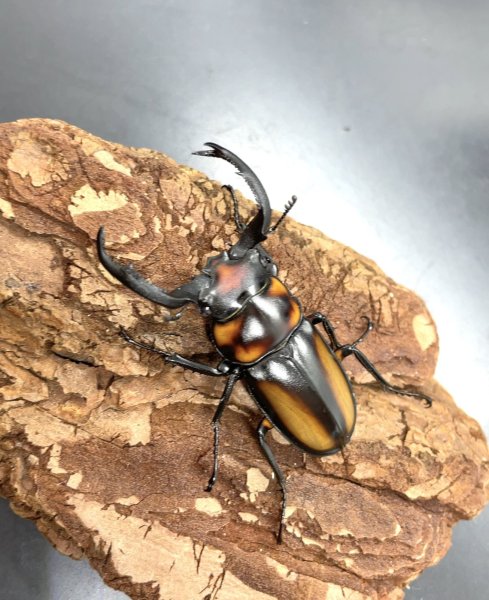 画像1: ■タイ便■スペキシオススシカクワガタ　♂４１ｍｍ／♀３０ｍｍ　成虫ペア　 (1)