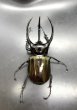 画像2: ■ベトナム便■タイリクコーカサスオオカブト　♂１０６．５ｍｍ／♀Ｆｒｅｅ　成虫ペア (2)