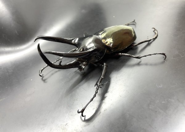 画像1: ■ベトナム便■タイリクコーカサスオオカブト　♂１０６．５ｍｍ／♀Ｆｒｅｅ　成虫ペア (1)