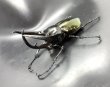 画像1: ■ベトナム便■タイリクコーカサスオオカブト　♂１１２ｍｍ／♀Ｆｒｅｅ　成虫ペア (1)