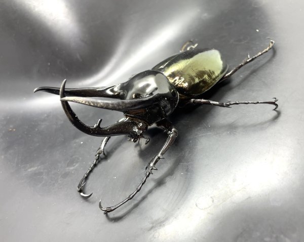 画像1: ■ベトナム便■タイリクコーカサスオオカブト　♂１１２ｍｍ／♀Ｆｒｅｅ　成虫ペア (1)
