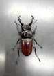 画像2: ■ベトナム便■オーベルチュールクロツヤシカクワガタ　♂４６ｍｍ／♀２８ｍｍ　成虫ペア　 (2)