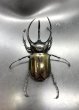 画像2: ■ベトナム便■タイリクコーカサスオオカブト　♂１１２ｍｍ／♀Ｆｒｅｅ　成虫ペア (2)
