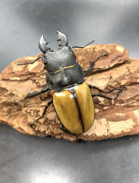 画像1: ■ボルネオ便■カステルナウディクワガタ　♂５７ｍｍ／♀５２ｍｍ　成虫ペア (1)