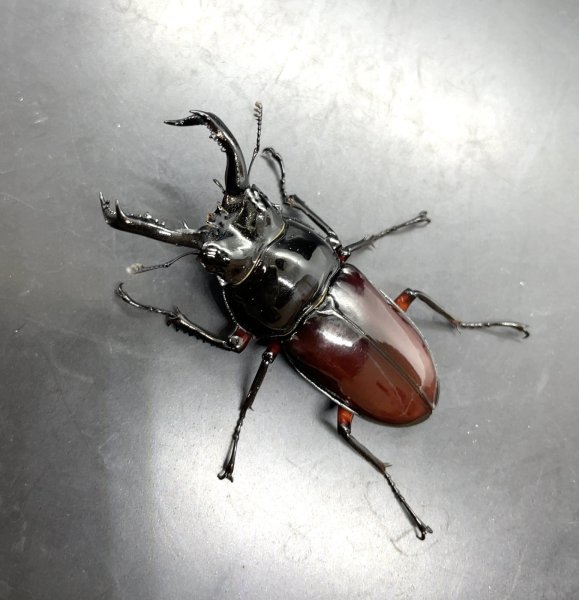 画像1: ■ベトナム便■オーベルチュールクロツヤシカクワガタ　♂４６ｍｍ／♀２８ｍｍ　成虫ペア　 (1)