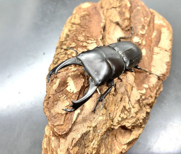 画像1: ■ボルネオ便■ライヒヒラタクワガタ　♂５４ｍｍ／♀２５ｍｍ　成虫ペア (1)