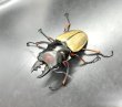 画像1: ■ボルネオ便■フェモラリスツヤクワガタ　♂６９ｍｍ／♀５１ｍｍ　成虫ペア (1)