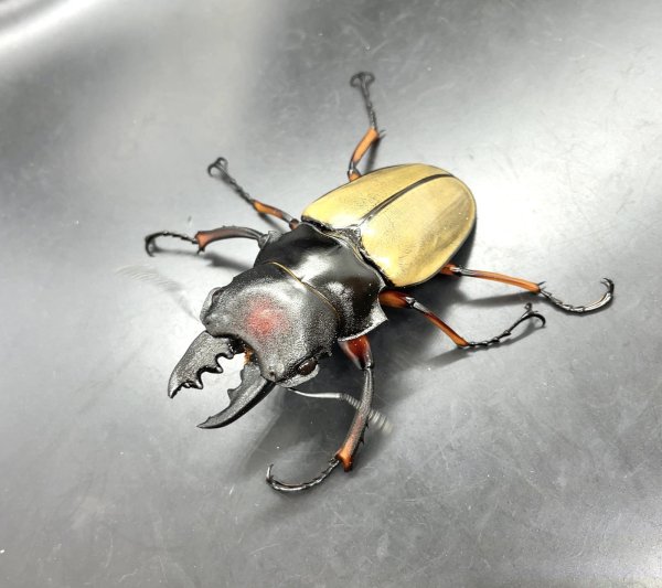 画像1: ■ボルネオ便■フェモラリスツヤクワガタ　♂６９ｍｍ／♀５１ｍｍ　成虫ペア (1)