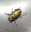画像2: ■マレーシア便■モセリオウゴンオニクワガタ　♀３６ｍｍ　♀単品 (2)