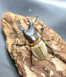 画像1: ■ボルネオ便■ブルークツヤクワガタ　♂４０ｍｍ／♀２７ｍｍ　成虫ペア (1)