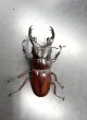画像2: ボーリンフタマタクワガタ（バミノルム）　♂６９ｍｍ／♀４３ｍｍ (2)