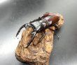 画像1: ボーリンフタマタクワガタ（バミノルム）　♂６７ｍｍ／♀４３ｍｍ (1)