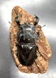 画像3: タランドゥスオオツヤクワガタ　♂８２ｍｍ／♀５０ｍｍ成虫ペア　 (3)