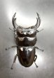画像2: ブータンアンタエウス　♂８８ｍｍ／♀５３ｍｍ成虫ペア　 (2)