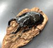 画像2: タランドゥスオオツヤクワガタ　♂８２ｍｍ／♀５０ｍｍ成虫ペア　 (2)