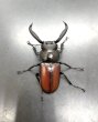 画像3: マイシカクワガタ　♂５２ｍｍ／♀３３ｍｍ成虫ペア　 (3)
