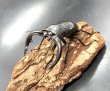 画像1: アマミノコギリクワガタ　♂７２ｍｍ／♀３９ｍｍ　成虫ペア　 (1)