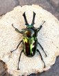 画像1: ニジイロクワガタ（グリーンピカール）♂５２ｍｍ♀３６ｍｍ成虫ペア (1)