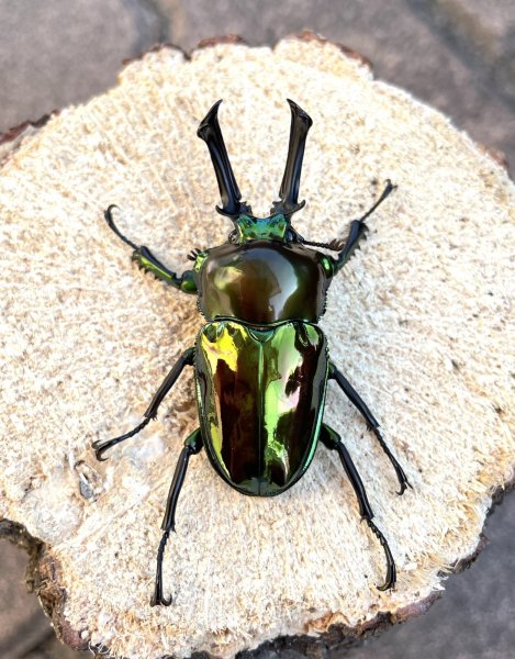 画像1: ニジイロクワガタ（グリーンピカール）♂５２ｍｍ♀３６ｍｍ成虫ペア (1)