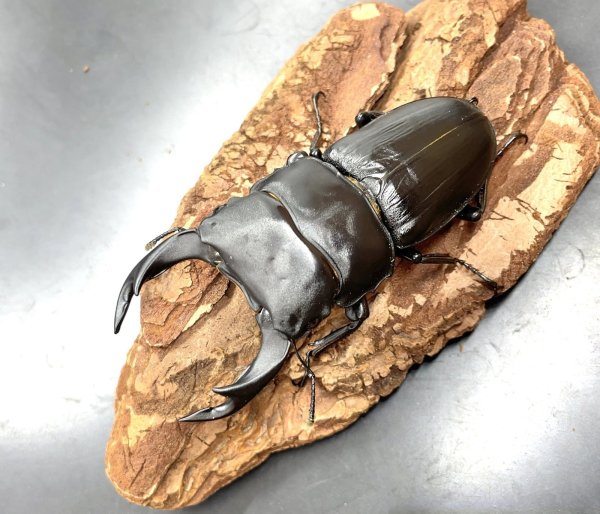 画像1: オオクワガタ（川西市）　♂７３ｍｍ／♀４４ｍｍ成虫ペア　 (1)